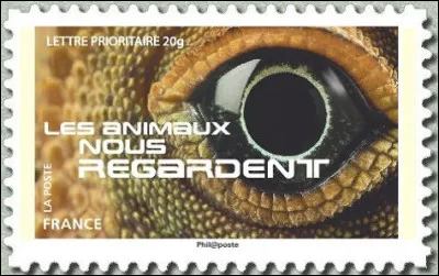 Quel oeil vous regarde ?