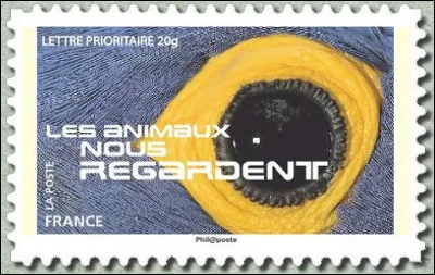 C'est une variété de perroquet, mais la/lequel/le ?