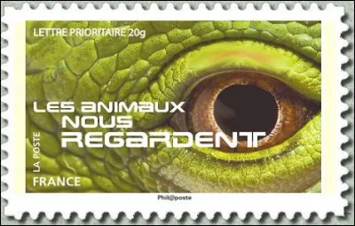 Un regard reptilien vous observe... Qui est-ce ?