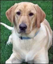 Comment s'appelle cette race ?