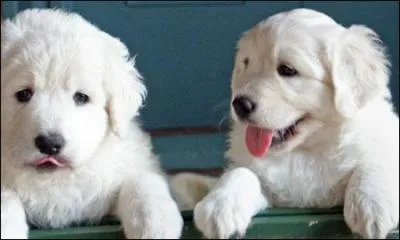 Comment s'appelle cette race ?