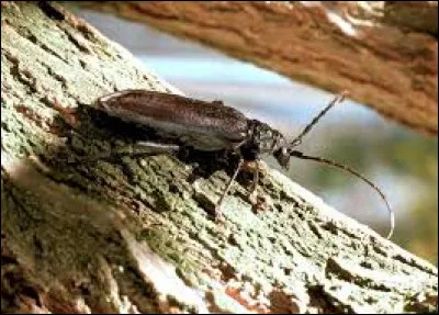 Quel est le nom de ce petit insecte ?