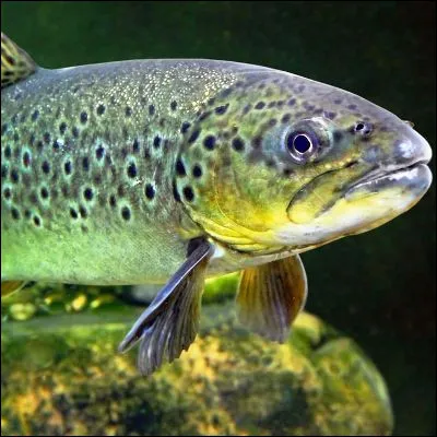 À quelle famille de poissons appartiennent les truites ?