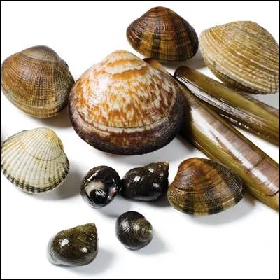 Quel mollusque bivalve se reconnaît à sa coquille pourvue de côtes en éventail et à sa valve supérieure plate ?