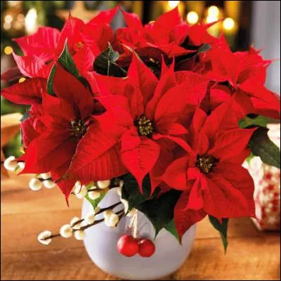 Quelle plante, aussi appelée étoile de Noël, doit son nom à un ambassadeur au Mexique ?