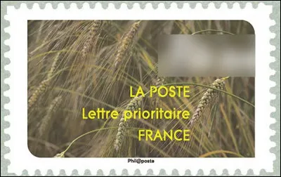 Cultivée depuis la Préhistoire, cette céréale est riche en protéines, y compris en gluten. Son nom, svp ?