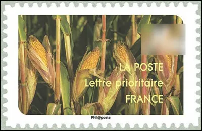 À l'origine, c'est une plante herbacée qui est largement cultivée comme céréale. Laquelle ?