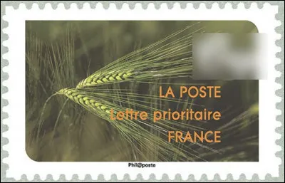 Très rustique, celle-ci pousse aussi bien sous les tropiques qu'à 4 500 m d'altitude ! Quel est son nom ?