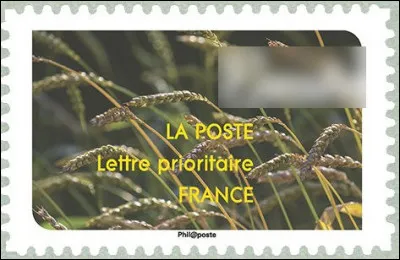 On l'a appelé autrefois le « blé des Gaulois » : c'est le célèbre ... (complétez !)