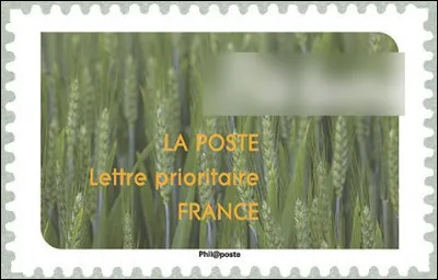 C'est actuellement l'espèce de [... ?...] la plus cultivée dans le monde (~ 95%), notamment en France, tant en surface qu'en tonnage. Laquelle ?
