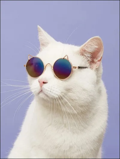 Quel pr&eacute;nom pr&eacute;f&eacute;rez-vous pour votre chat ?