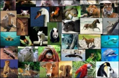 Quel est l'animal qui vous repr&eacute;sente le mieux ?