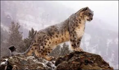 Livaï a-t-il peur de Hansi ?