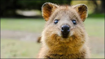 Quel animal aimes-tu le plus ?