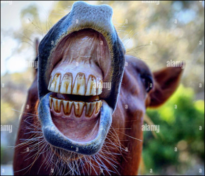 Les dents du cheval tombent-elles ?