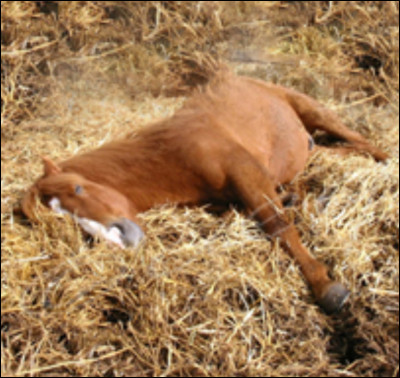 Combien d’heures le cheval dort-il par nuit ?