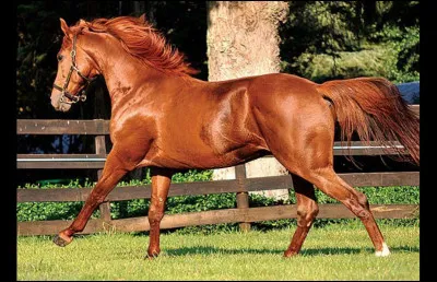 Quelle est la robe de ce cheval ?