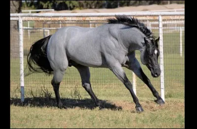 Et la robe de celui-ci ?