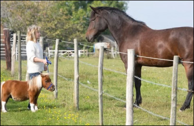 À partir de quelle taille un poney devient-il un cheval ?