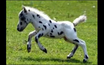 Quel est le plus petit poney ?
