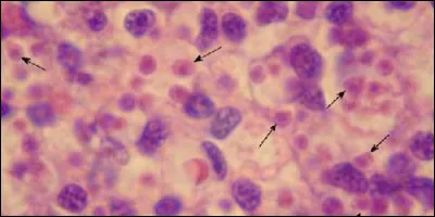 La bonamiose est une espèce de parasites unicellulaires qui touche essentiellement :