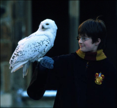 Hagrid achète Hedwige
