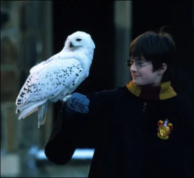 Hagrid achète Hedwige…