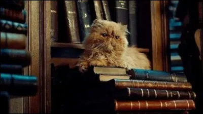 Hermione a eu Pattenrond