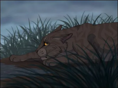 Tu comprends que Rafale de Grêle a fait son choix, et que jamais tu ne deviendras son compagnon. Comment rivaliser avec un chat aussi beau, drôle et fiable que ton ami de toujours ? Finalement, tu décides de ne rien faire et de garder tes sentiments pour toi. Dans les jours qui suivent, tu revois tes amis, toujours lovés l'un contre l'autre. Quelle attitude adoptes-tu ?