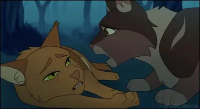 Autour de vous, les combats cessent peu à peu. Alors que le dernier guerrier ennemi s'enfuit, tous se rendent compte qu'un chat est mourant. Le matou te demande de dire à Rafale de Grêle et aux chatons qu'il les aime et sera toujours auprès d'eux, puis te dit qu'il te fait confiance pour prendre soin de sa famille. Après un dernier râle, il retombe, inerte, le regard voilé. Comment réagis-tu ?