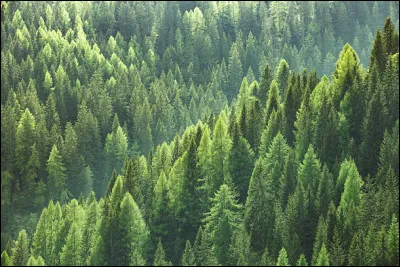 Aussitôt, tes amis viennent te féliciter, avant de rejoindre leurs mentors. Poil de Fouine, t'adresse un petit signe de queue, le regard brillant de fierté. Puis Tache d'Ombre t'annonce sans attendre que vous allez commencer par explorer la forêt. Quelle est ta réaction ?