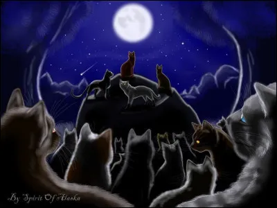 Vous racontez chacun à votre tour votre journée d'entraînement, puis Nuage de Rafale vous annonce joyeusement qu'une Assemblée aura lieu demain soir ! Quelle est ta réaction ?