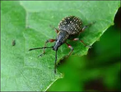 Les otiorhynques sont-ils des insectes bénéfiques ou néfastes pour les plantes ?