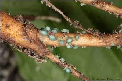 Les pucerons des racines sont-ils des ennemis ou des alliés des plantes ?