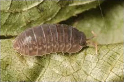 Les cloportes sont-ils bénéfiques ou néfastes pour les plantes ?