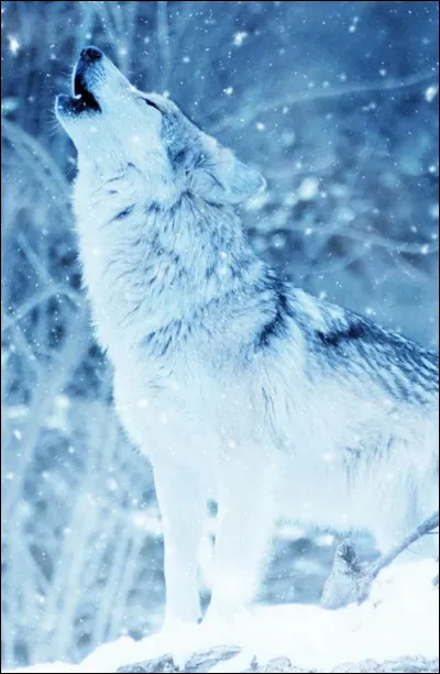 Comment se nomme le loup de Matthias ?