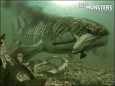 Hyneria est aussi dans la chaîne du Stethacanthus, quelle est sa place dans la chaîne alimentaire ?