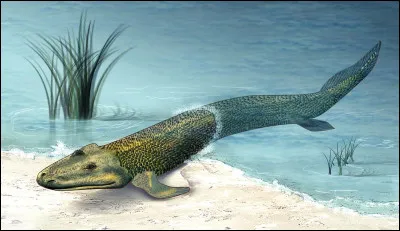 Lequel de ces amphibiens a mis le premier les pieds sur 
terre ?