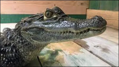 Quel est le nom de cet animal exotique ?