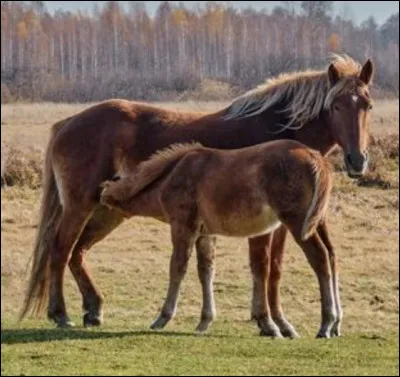 Combien de mamelles une jument a-t-elle ?