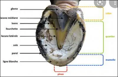 Combien de mamelles les étalons ont-ils ?