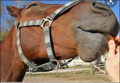 Les chevaux peuvent manger du pain.