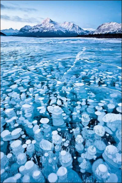 J'ai acheté le __ pour le chat.