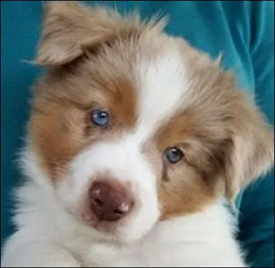 Comment dit-on "chien" ?