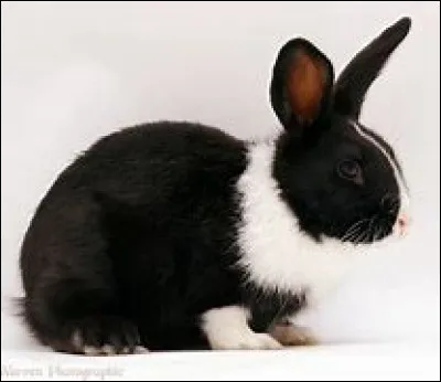 Comment dit-on "lapins" ?