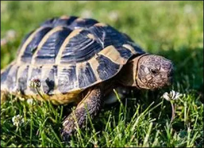 Comment dit-on "tortue" ?