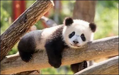 Comment dit-on "panda" ?