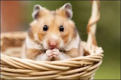 Comment dit-on "hamster" ?