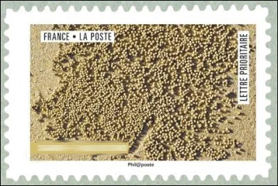 Vraiment, ils ne savent plus où chercher, pour leurs timbres ! Qu'est-ce ?
