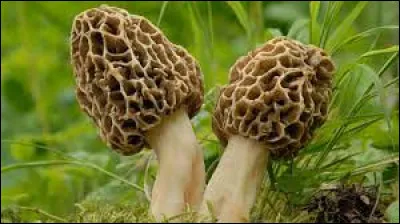 Comment dit-on "champignon" en anglais ?